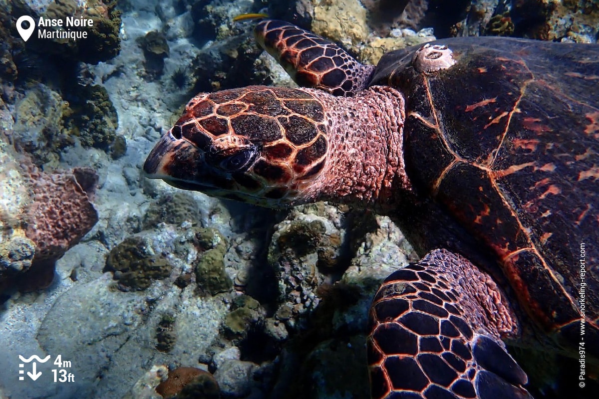 Hawksbill sea turtle at Anse Noire