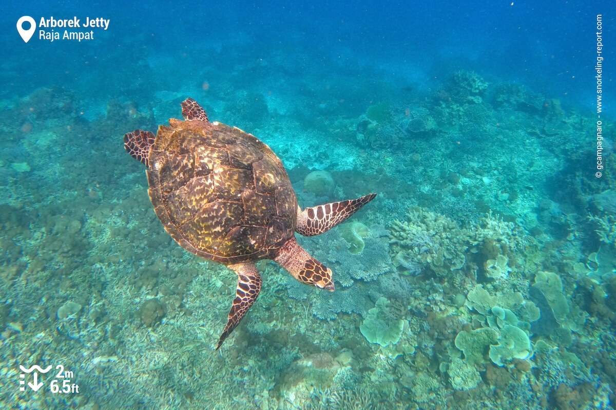 Hawksbill sea turtle at Arborek Jetty