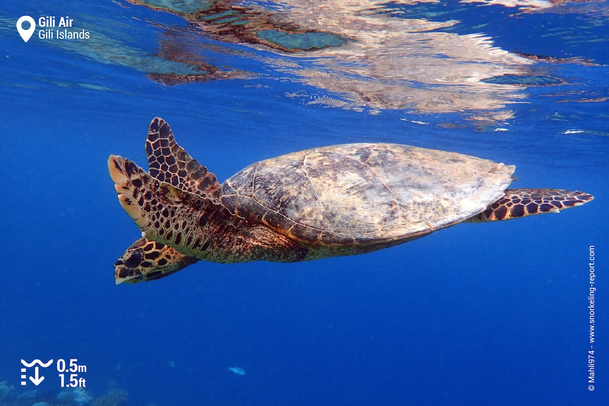 A hawksbill sea turtle dives back to the reef at Gili Air