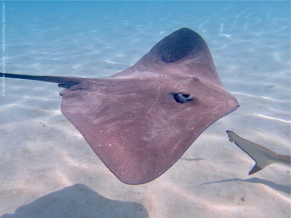 Le fouet de mer est une espèce - Aquarium de la Guadeloupe