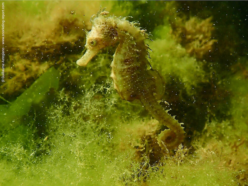 Hippocampus guttulatus