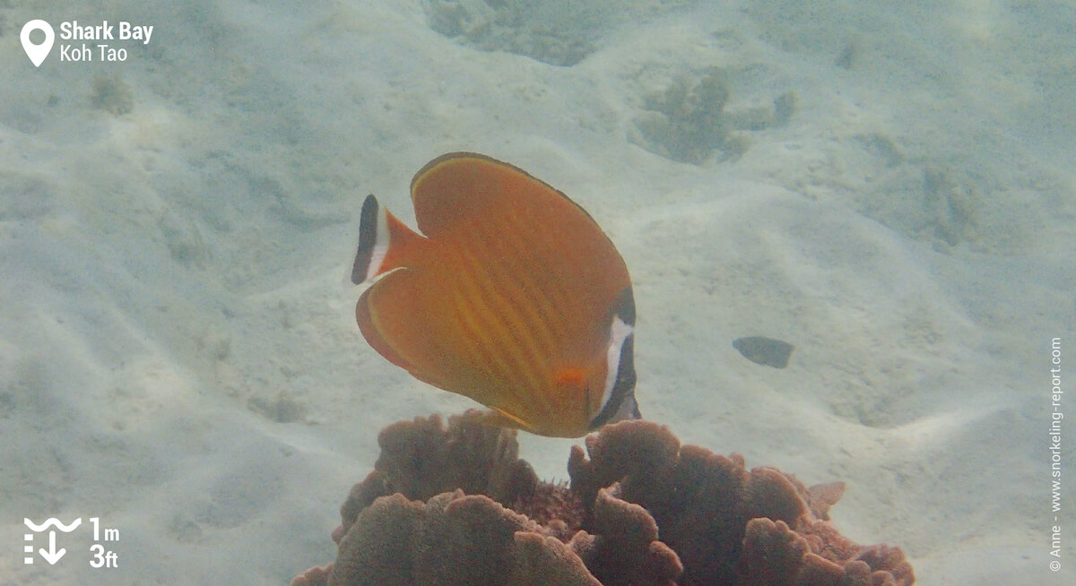 Hong Kong butterflyfish in Shark Bay