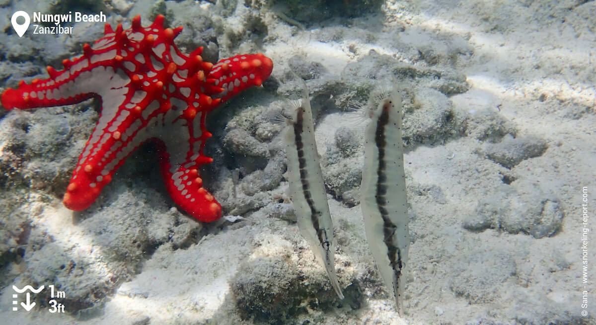 Jointed razorfish and red-knobbed starfish