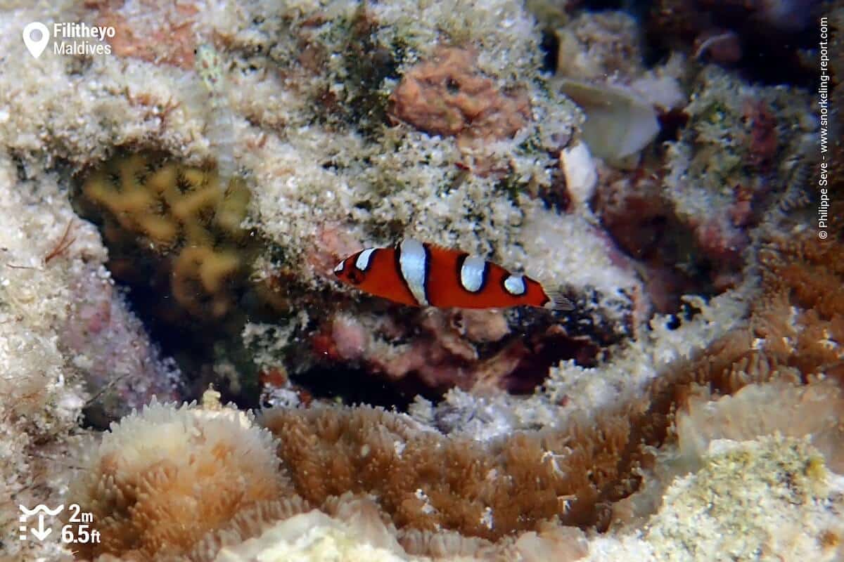 Juvenile African Coris at Filitheyo