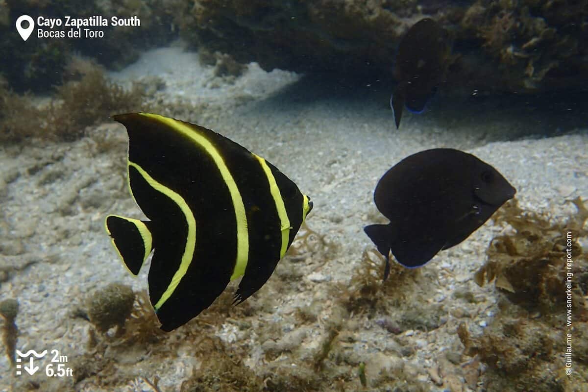 Gray angelfish at Cayo Zapatilla, Panama