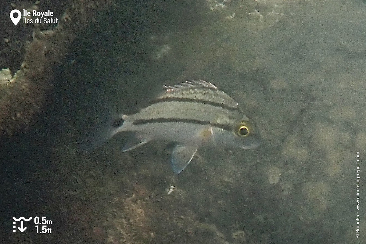 Juvenile porkfish