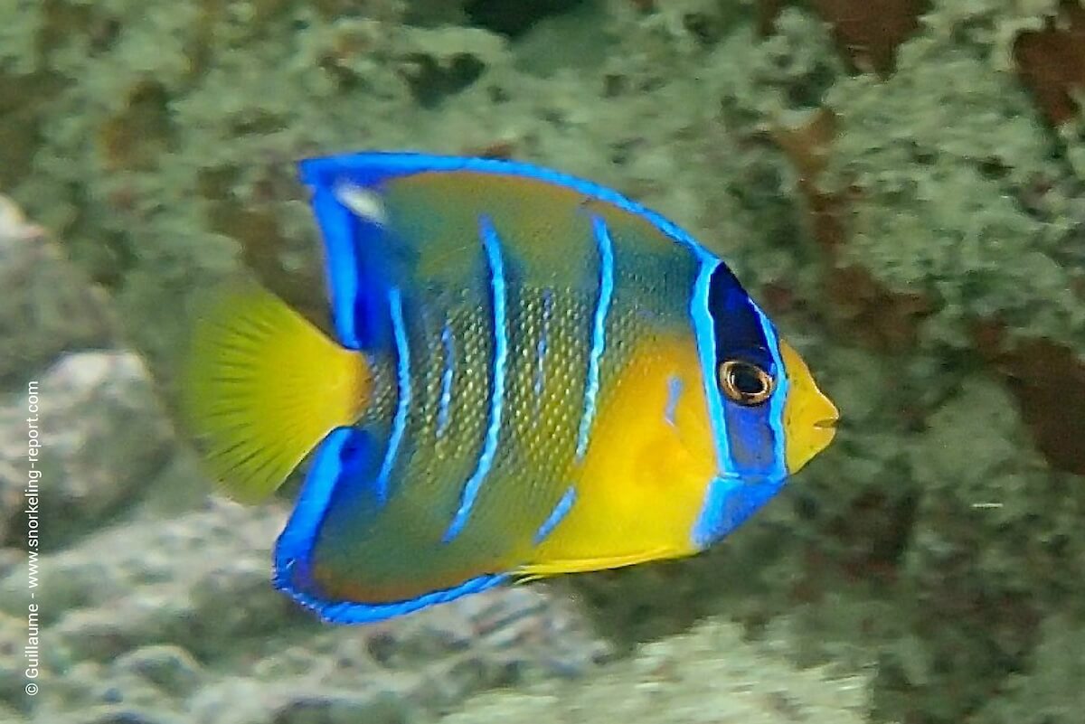 Juvenile Queen Angelfish