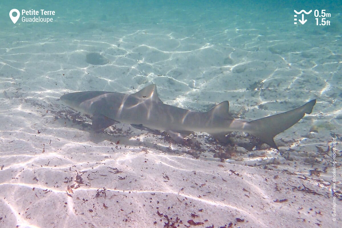 Lemon shark in Petite Terre