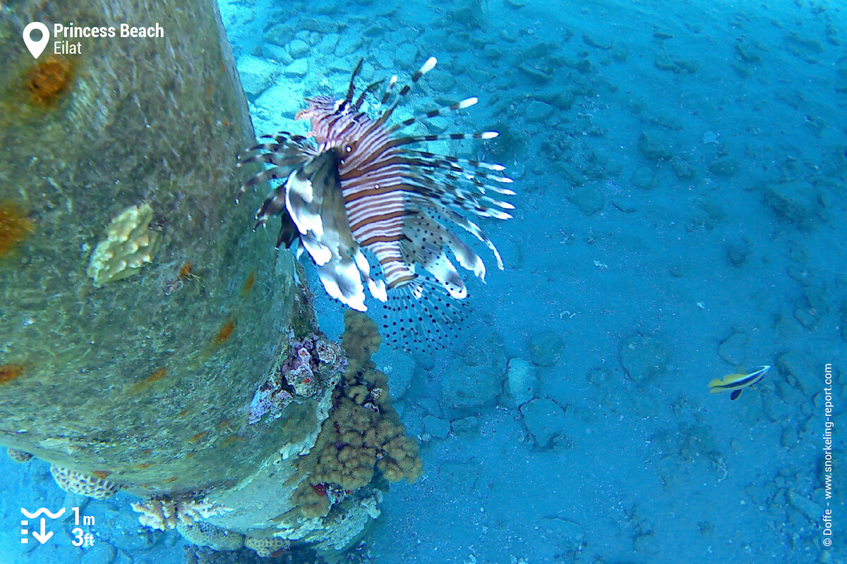 A lionfish sheltering near the pier.
