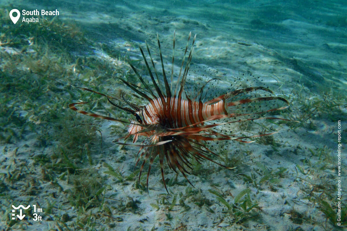 Lionfish in Aqaba