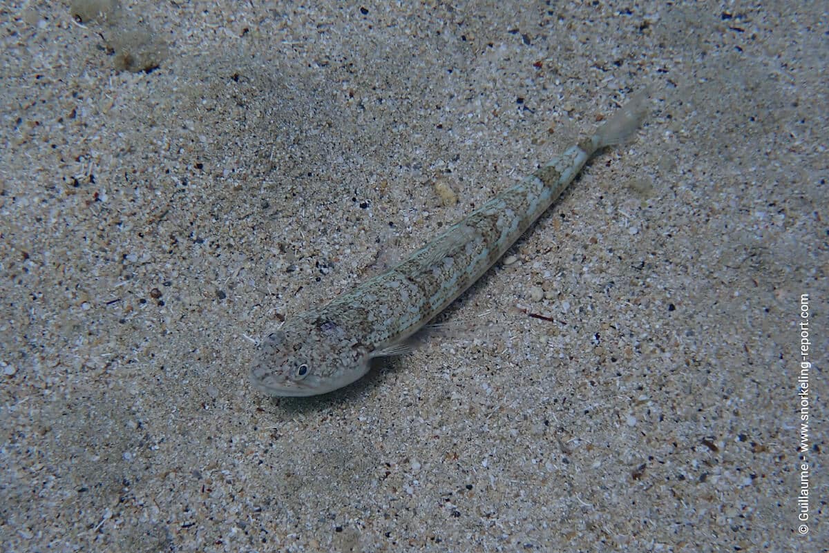 Atlantic lizardfish in Green Bay