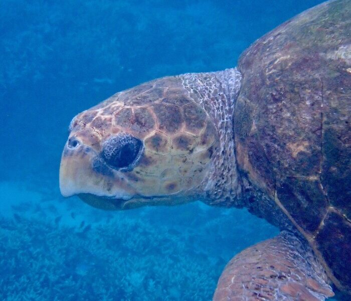 Lady Elliot Island