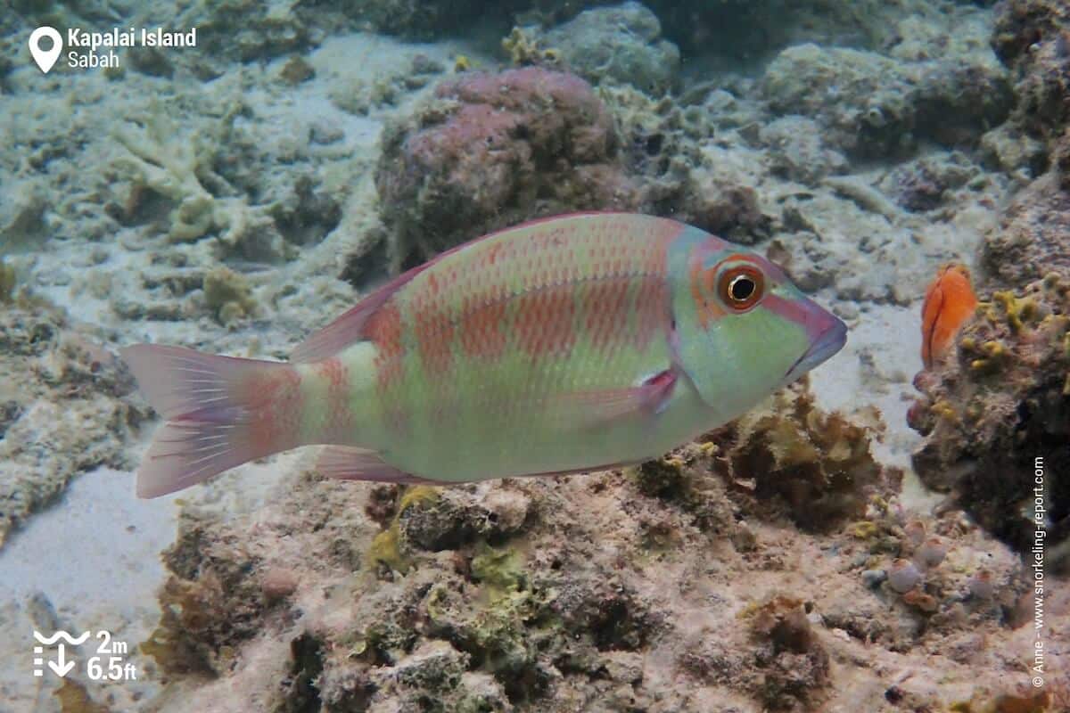 Longfin emperor at Kapalai Island