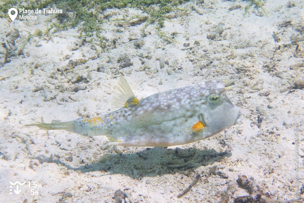 Un poisson-vache à longues cornes rencontré dans les zones peu profondes face à la plage de Tiahura.