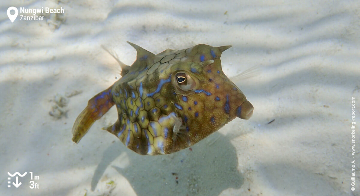 Longhorn cowfish in Nungwi Beach