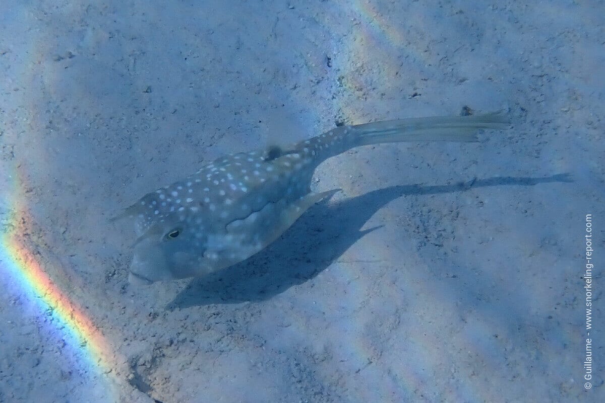 Longhorn cowfish at Plage de Temae