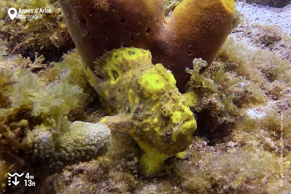 Longlure frogfish at Anses d'Arlet