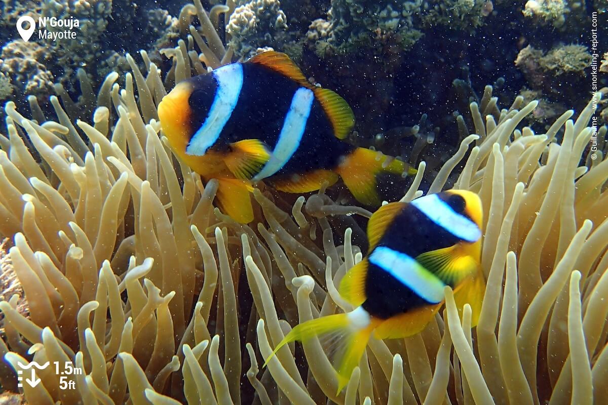Madagascar anemonefish at N'Gouja Beach, Mayotte
