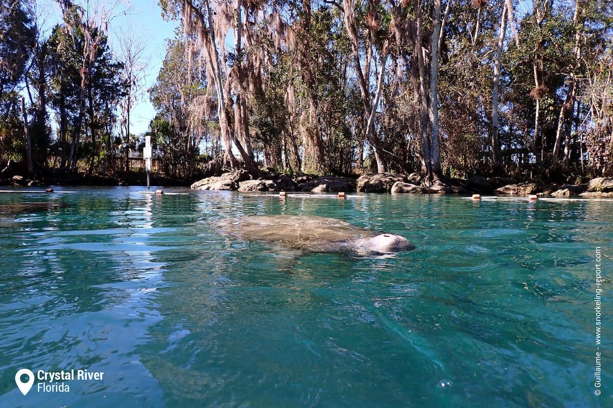 A manatee breaths at the surface of Three Sisters Springs