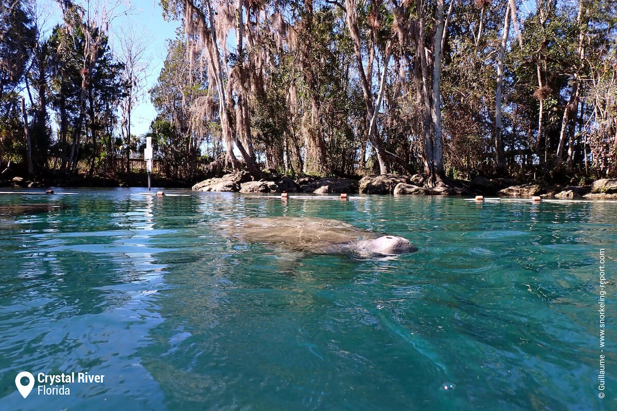 Snorkeling with Manatees in Crystal River