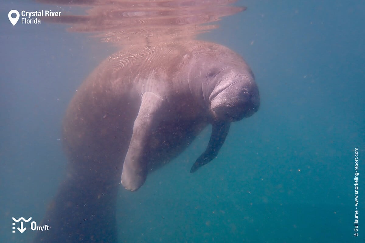 Encounter with a manatee in Three Sisters Springs