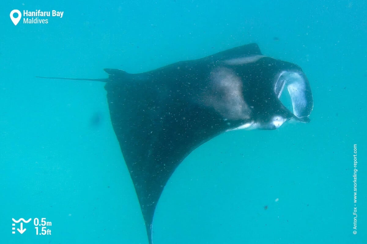 Manta ray at Hanifaru Bay