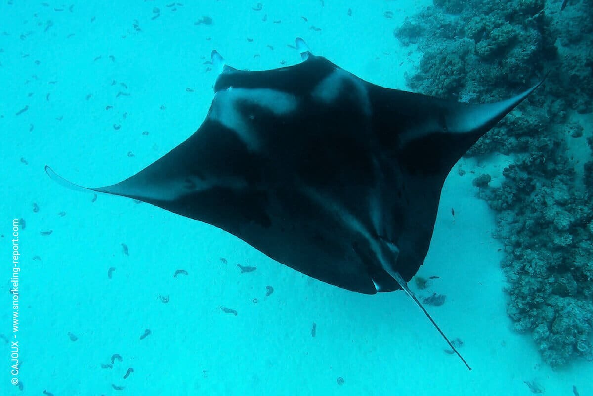 Manta ray at Maupiti cleaning station