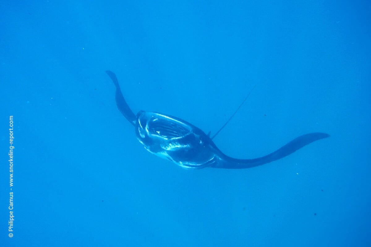 A Manta ray at the Manta Ray Passage
