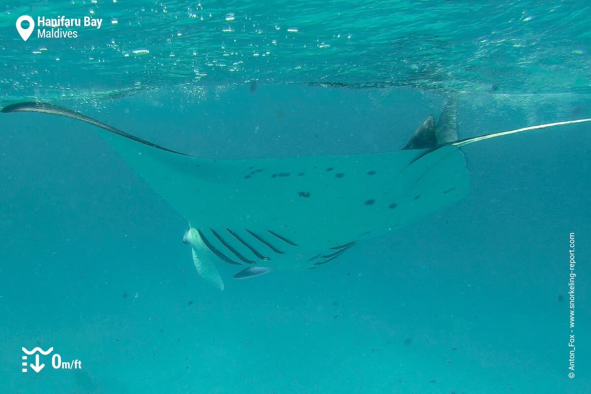 Manta ray at Hanifaru Bay