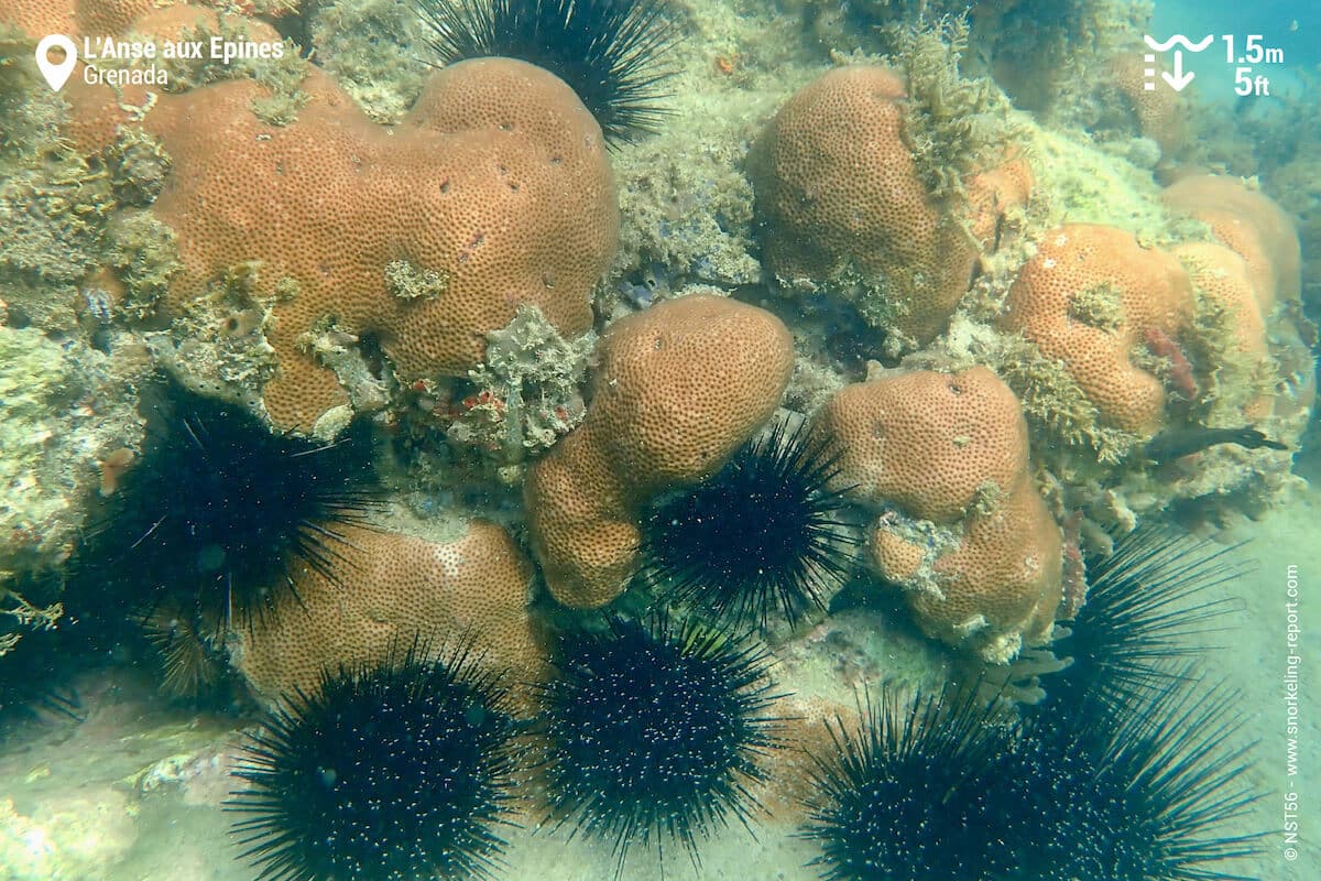 Massive starlet coral and sea urchins