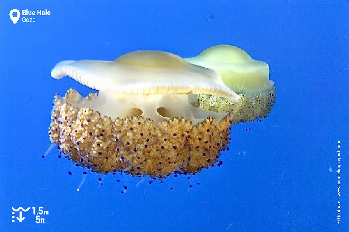 A Mediterranean jellyfish.