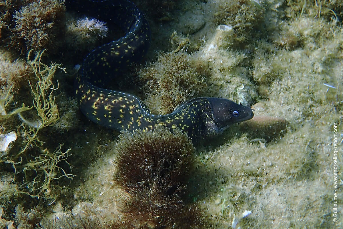 Mediterranean moray at Anse du Petit Mugel