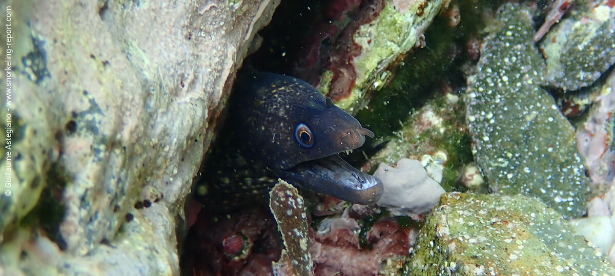 A small Mediterranean moray noted in 