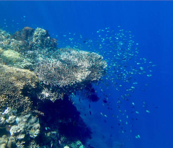 Snorkeling Indonesia | A Guide to the Best Spots | Snorkeling Report