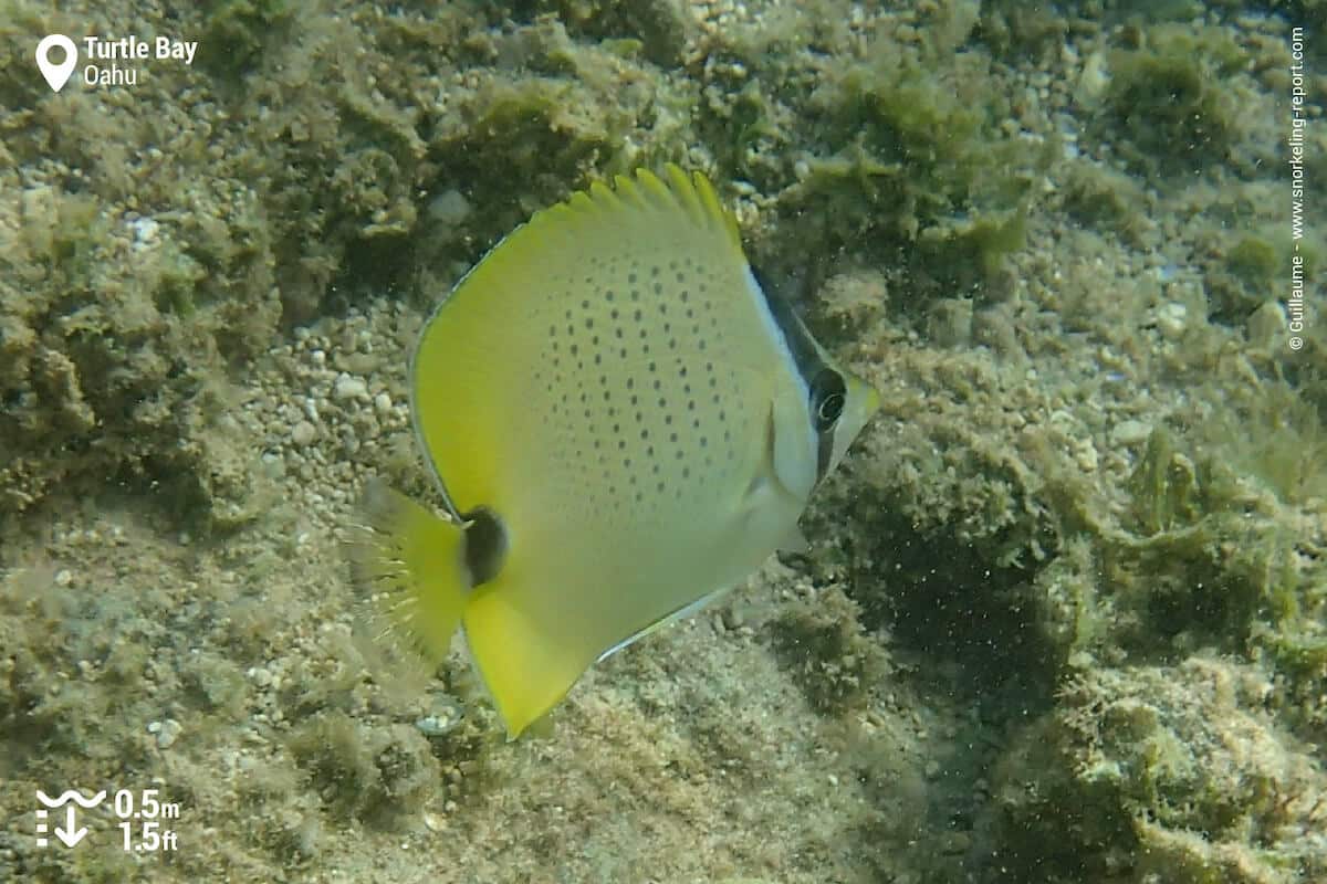 Millet butterflyfish in Kuilima Cove.