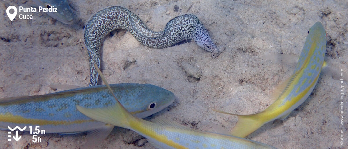 Spotted moray and yellowtail snappers in Punta Perdiz