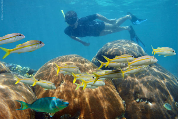 Best coral reefs for snorkeling