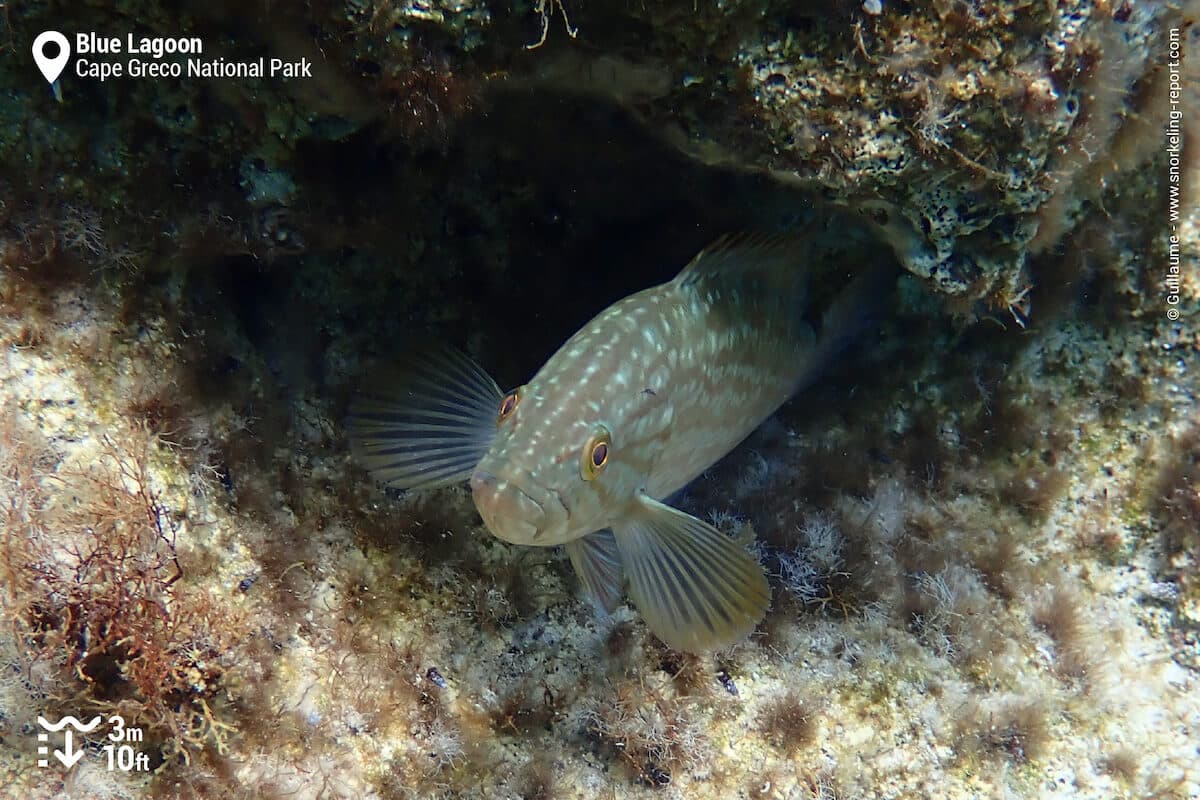 Mottled grouper at the Blue Lagoon