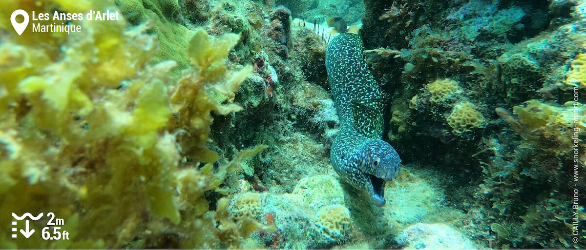 Spotted moray eel at Anses d'Arlet