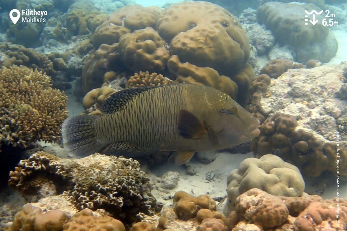 Napoleon wrasse at Filitheyo