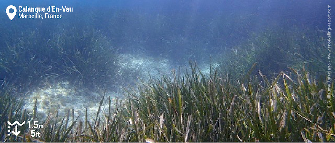 Neptune grass meadows at Calanque d'En Vau