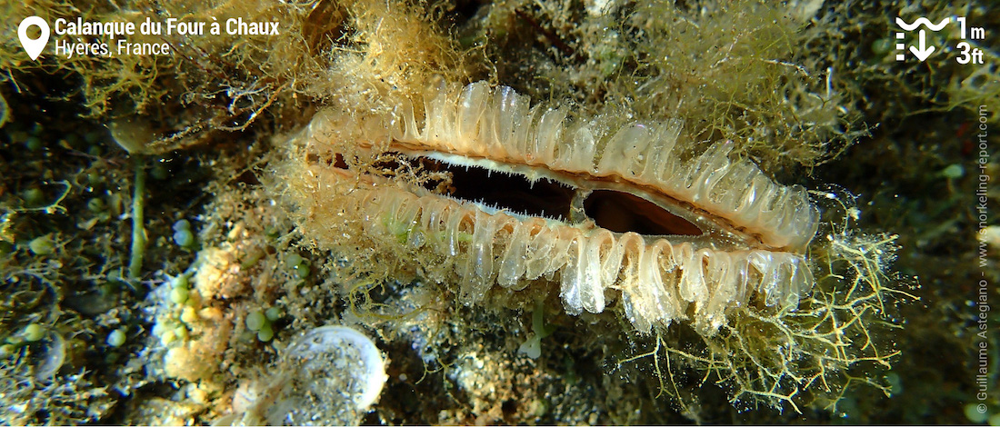 Noble pen shell at Calanque du Four a Chaux