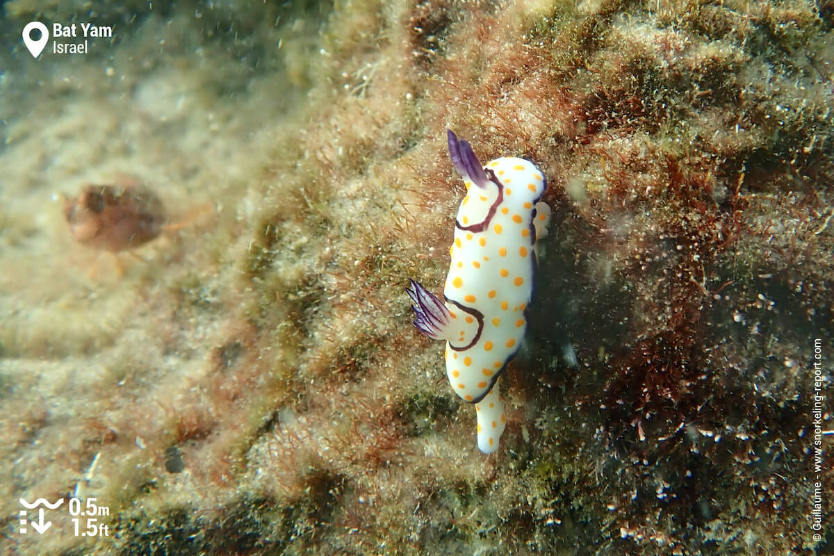 Nudibranch in Bat Yam rock pool