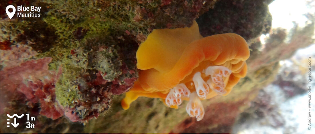 Nudibranch in Blue Bay, Mauritius