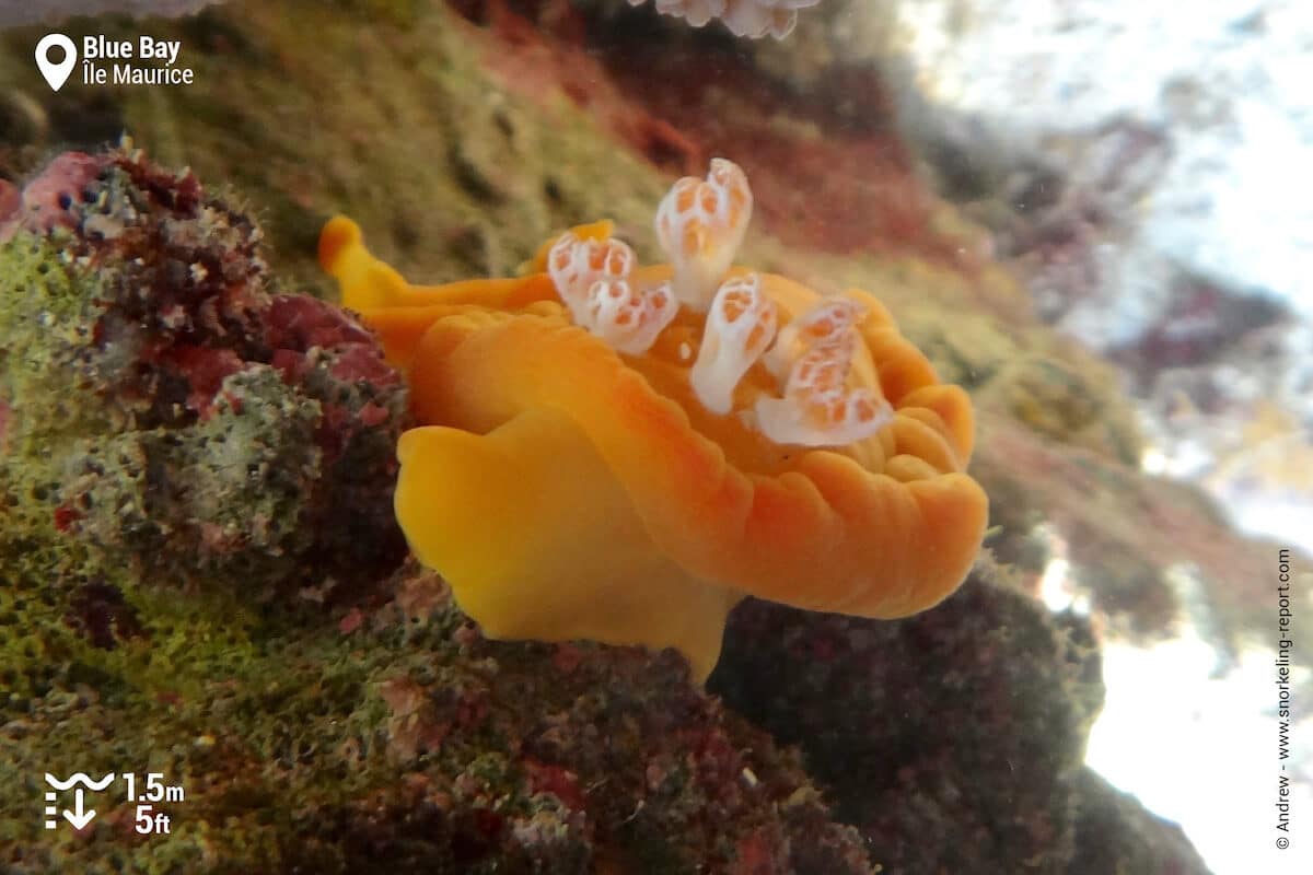 Nudibranche à Blue Bay