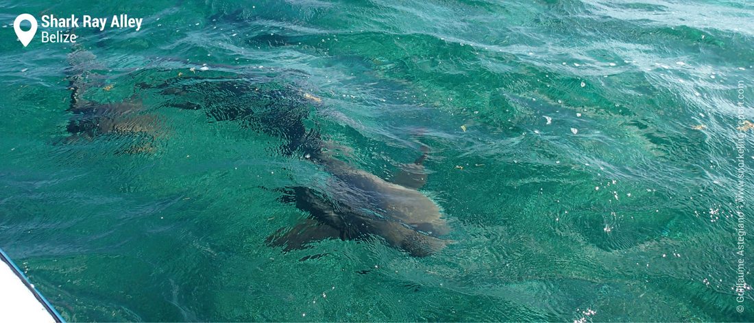 Snorkeling with nurse sharks at Shark Ray Alley, Belize