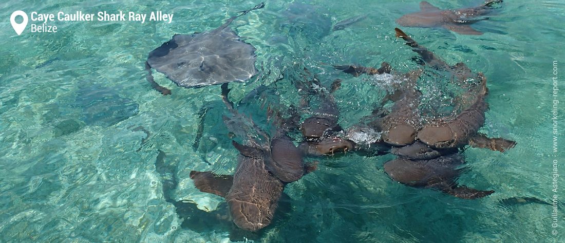 Snorkeling with nurse sharks at Caye Caulker, Belize