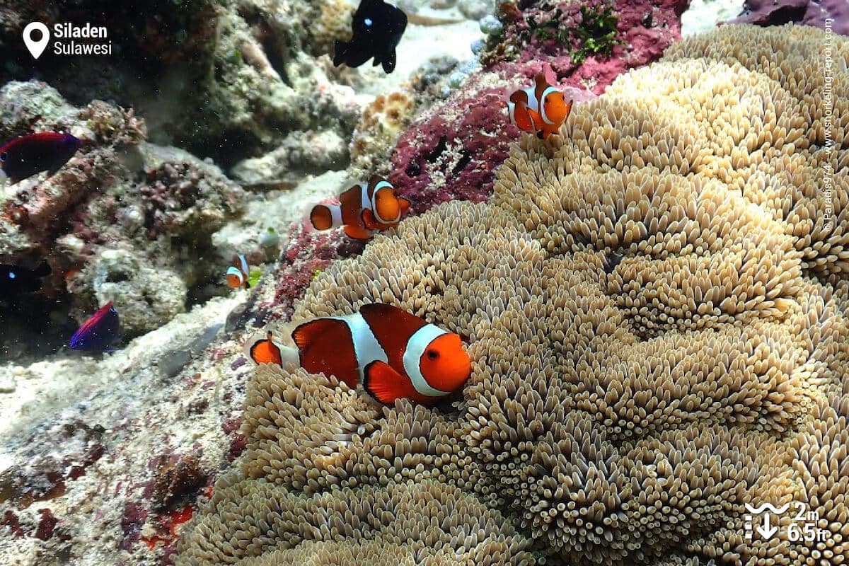 Ocellaris anemonefish in a carpet sea anemone in Siladen