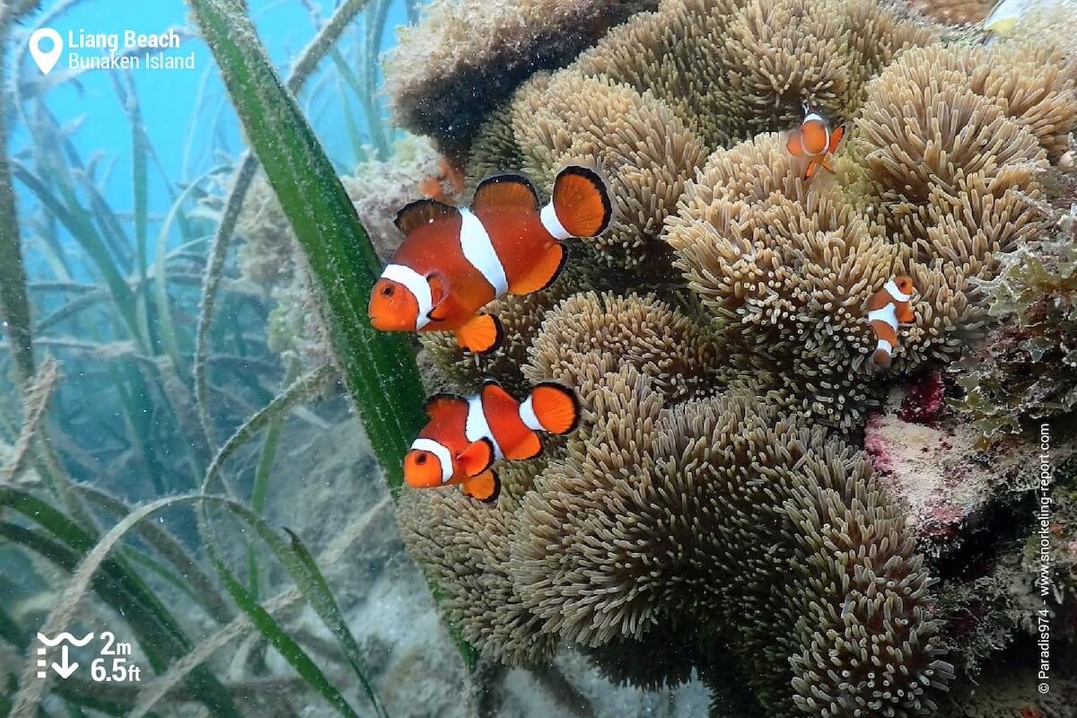 Ocellaris anemonefih at Liang Beach