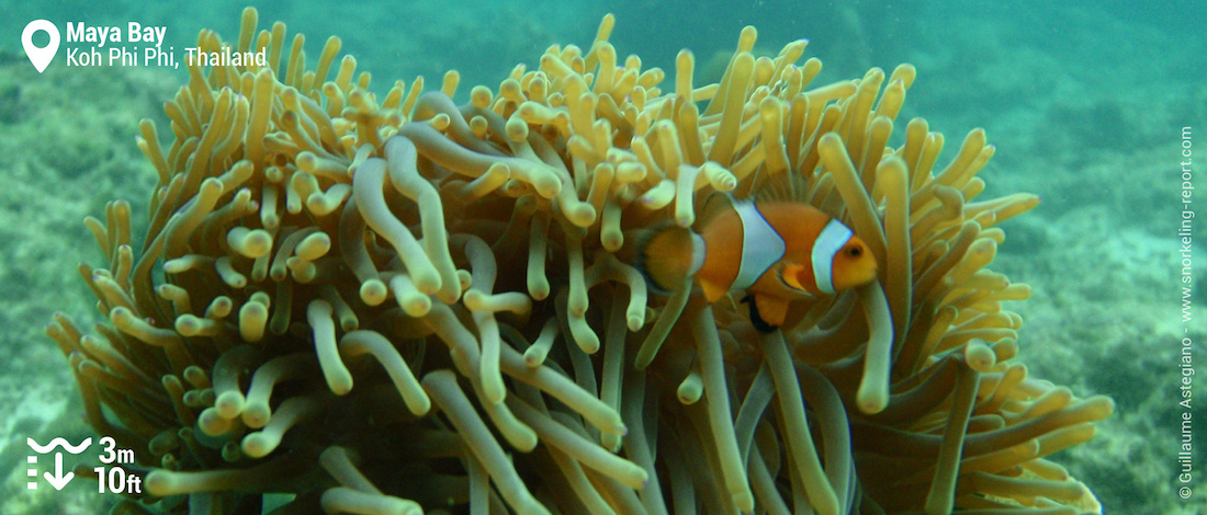 Ocellaris clownfish at Maya Bay